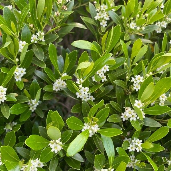 Ilex glabra Blomma