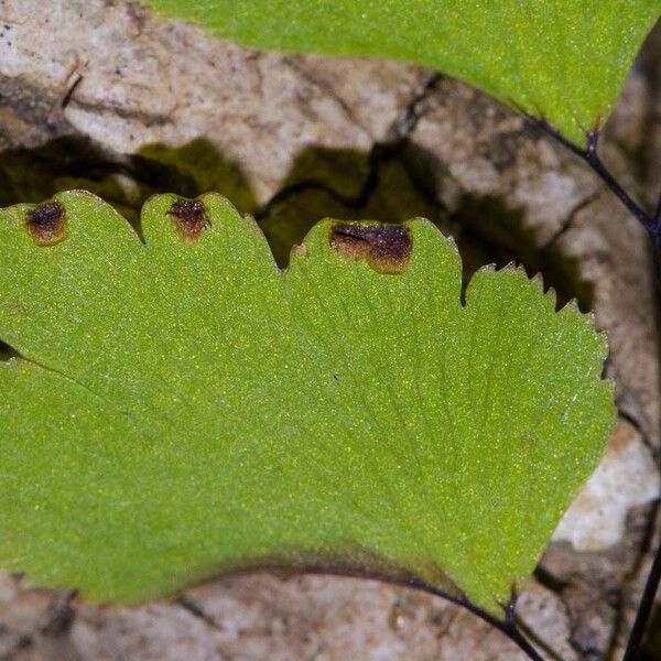 Adiantum aethiopicum Лист