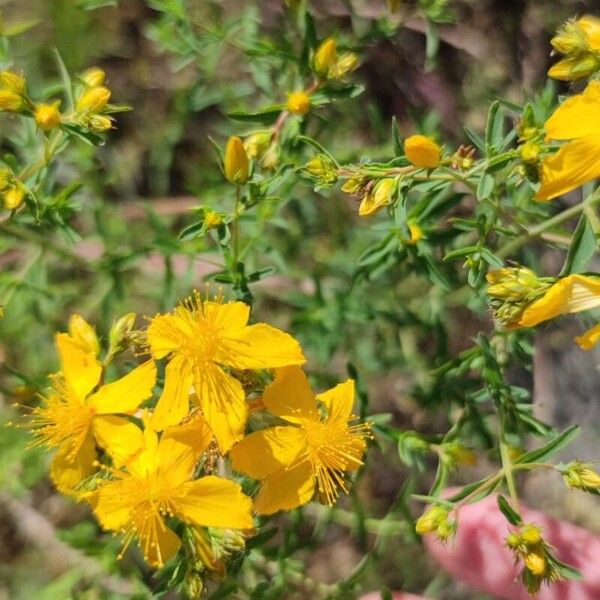 Hypericum perfoliatum Blomst