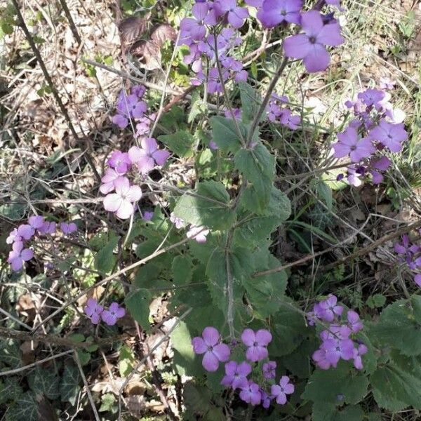 Lunaria annua Celota