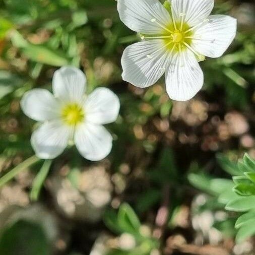 Minuartia capillacea Flower