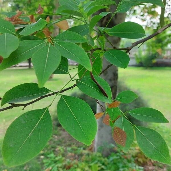 Gliricidia sepium Fruit