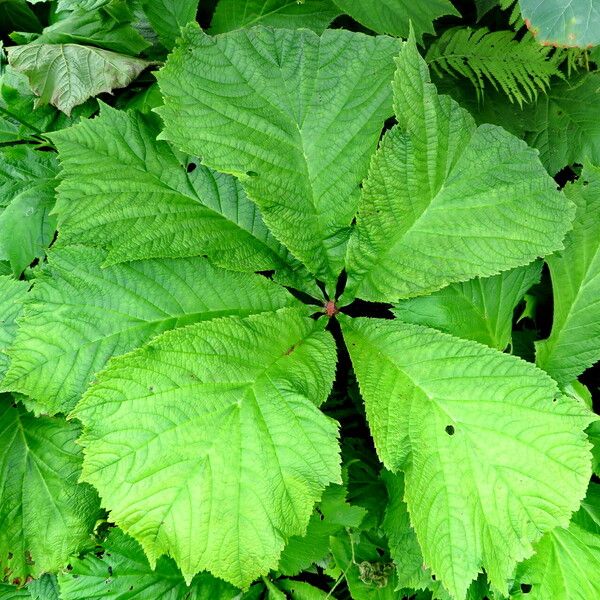 Rodgersia podophylla Hostoa