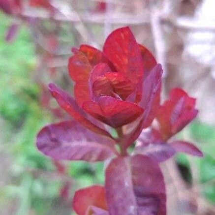 Cotinus coggygria Blatt