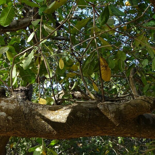 Anacardium occidentale Vivejo