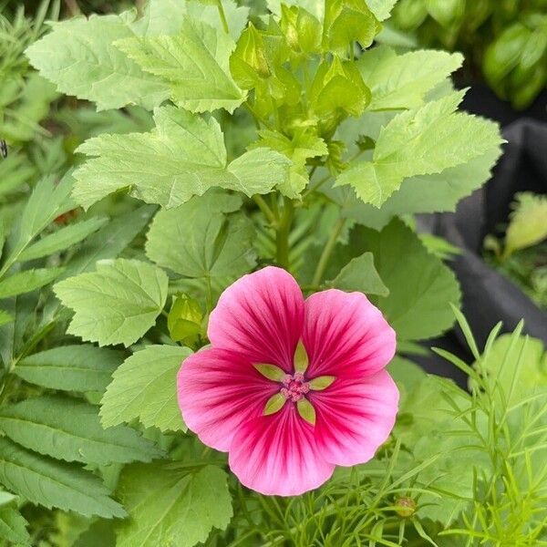 Malope trifida Flower