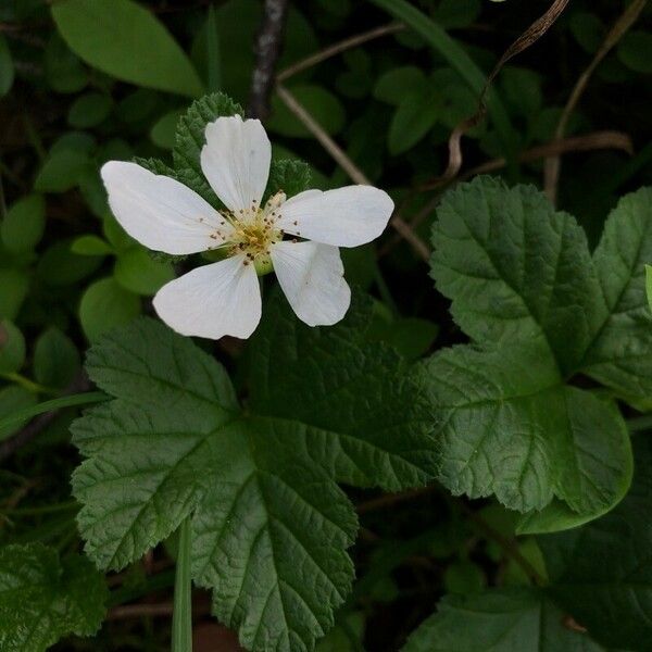 Rubus chamaemorus Cvet