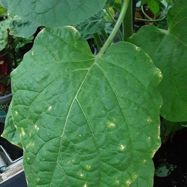 Physalis peruviana Folla