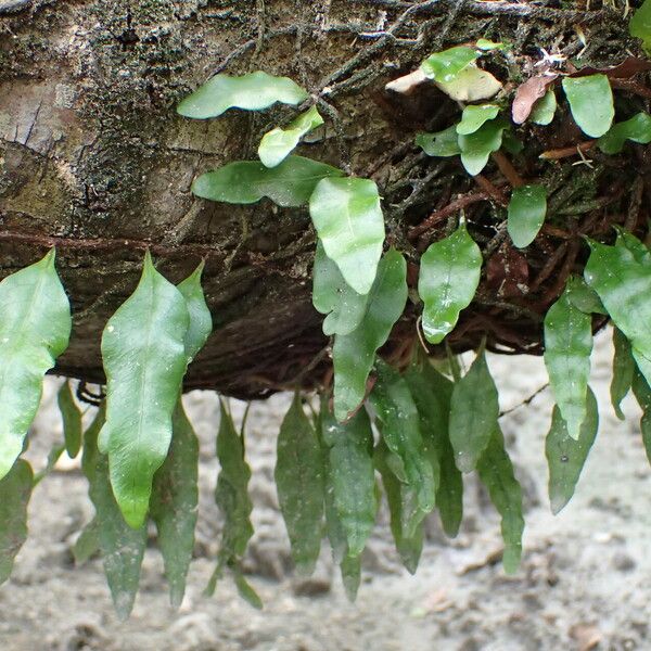 Microgramma lycopodioides Blad