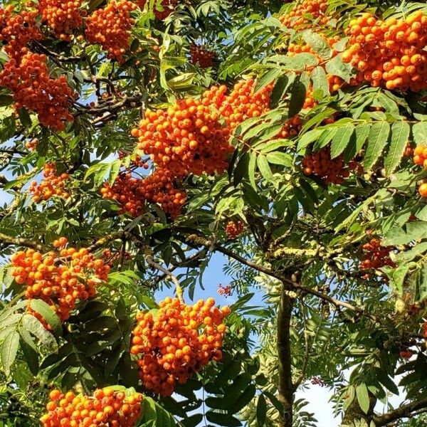 Sorbus aucuparia Φρούτο