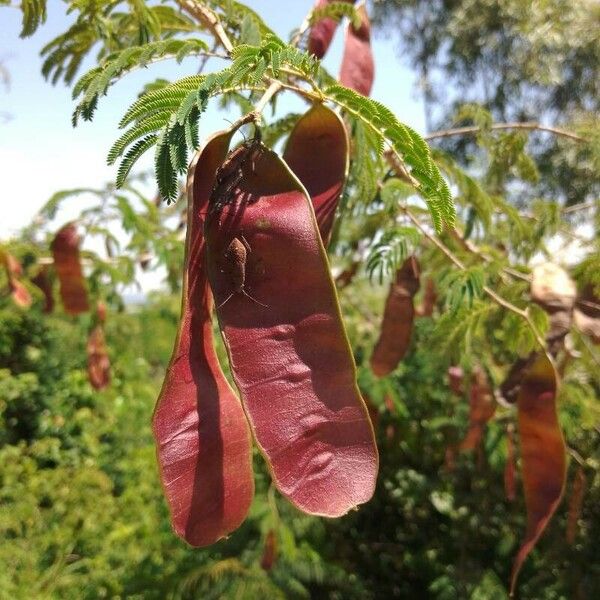 Senegalia gaumeri Fruit