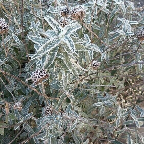 Phlomis purpurea Leaf