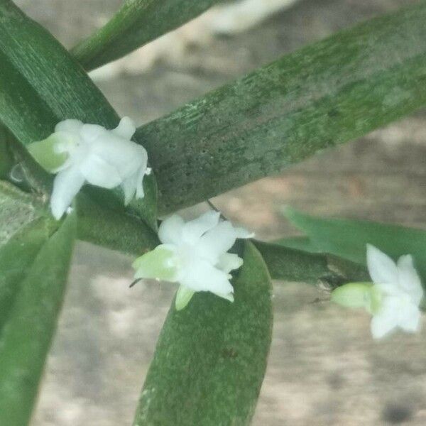 Eggelingia gabonensis Flors