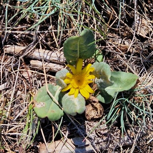 Senecio provincialis Blodyn