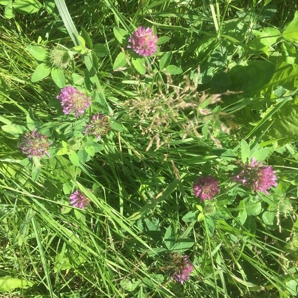 Trifolium pratense Flower