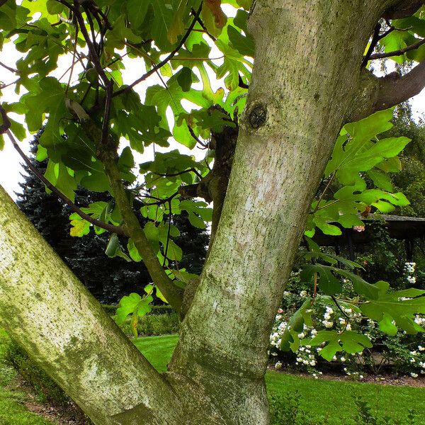 Ficus carica Кора