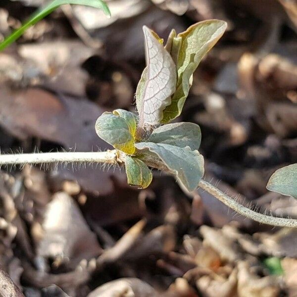 Lonicera dioica Kabuk