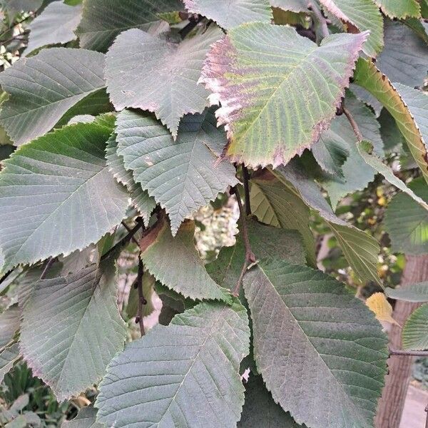 Ulmus glabra Folha