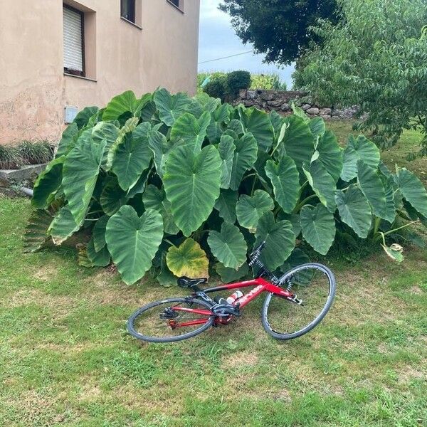 Colocasia esculenta Habitus