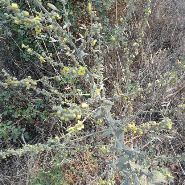 Verbascum sinuatum Hábito