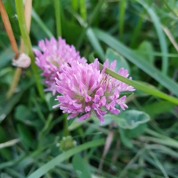 Trifolium pratense फूल