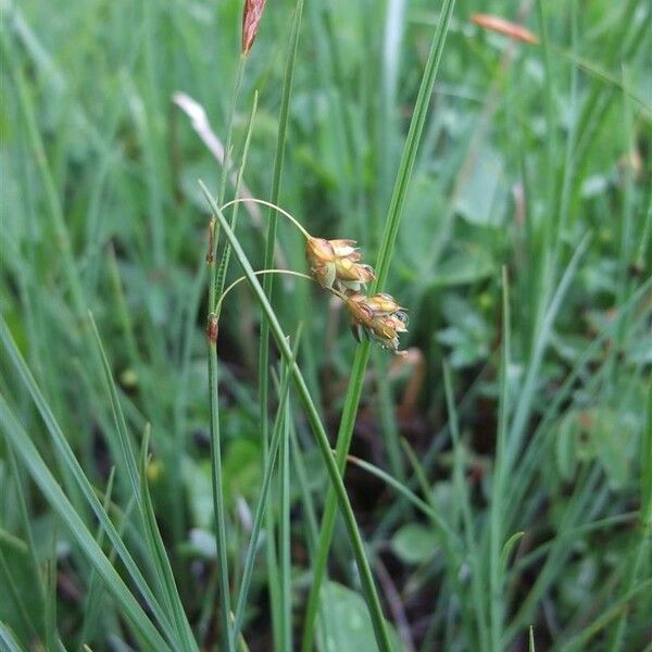 Carex limosa Habitus