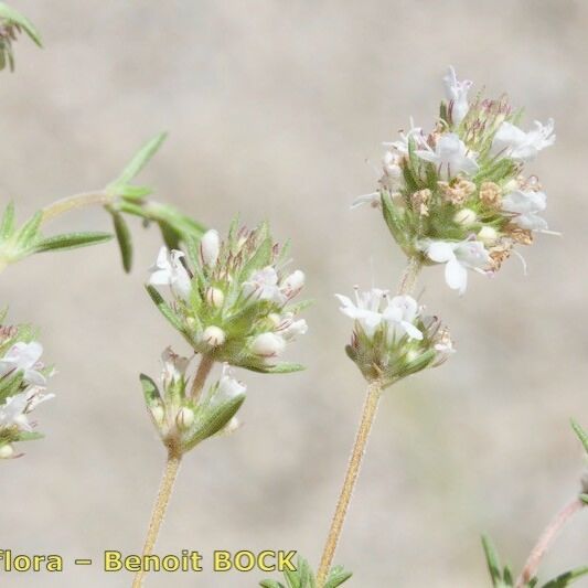 Thymus baeticus autre