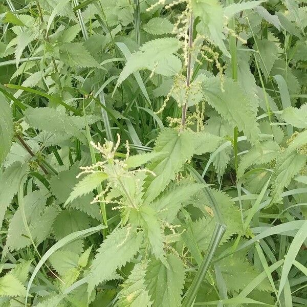 Urtica dioica عادت