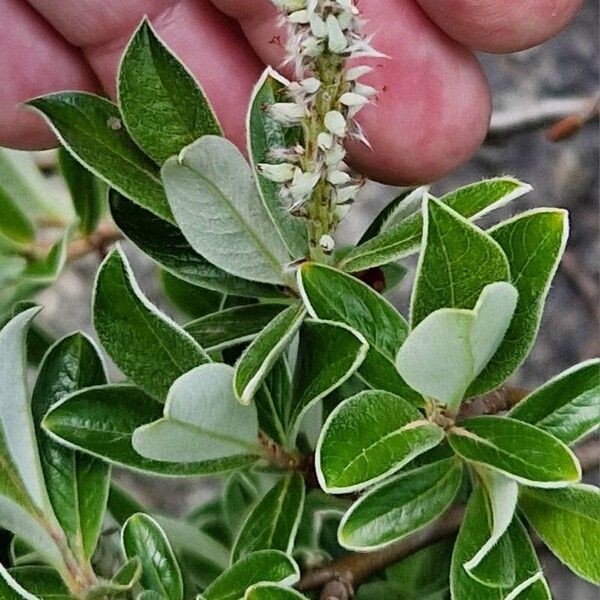 Salix helvetica Kwiat