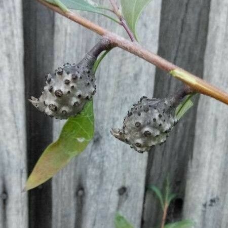 Hakea salicifolia Fruit