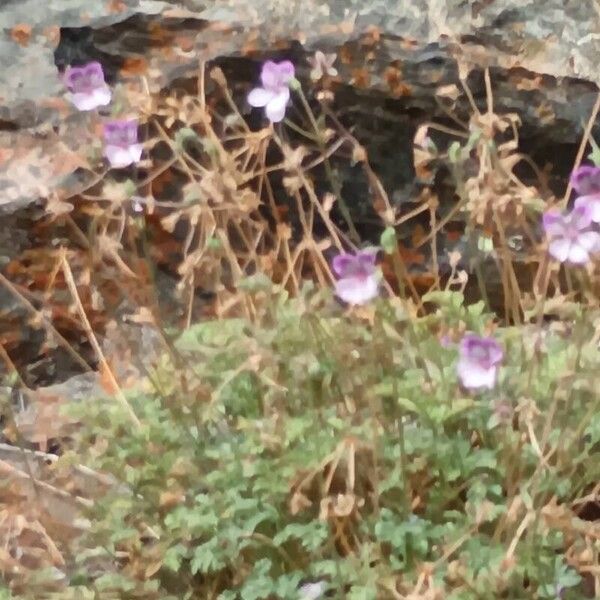 Erodium glandulosum 整株植物