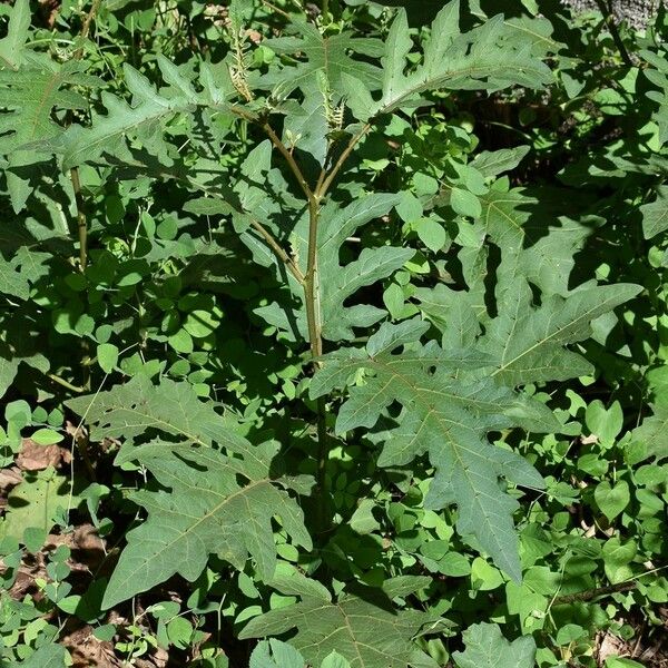 Solanum richardii 整株植物