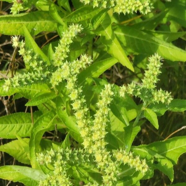 Penthorum sedoides Квітка