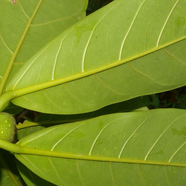 Ficus obtusifolia Листок