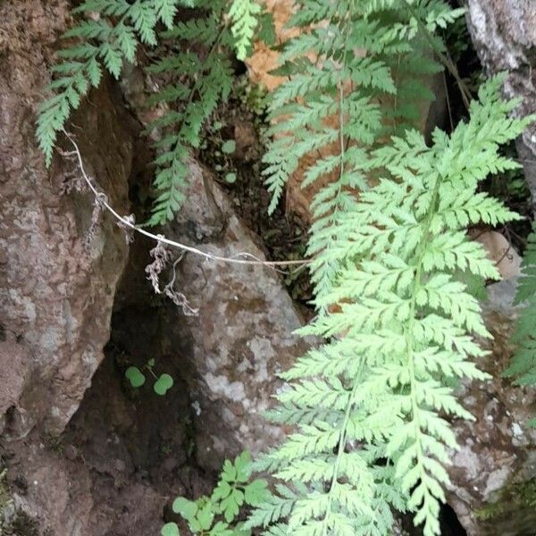 Cystopteris fragilis Habitat