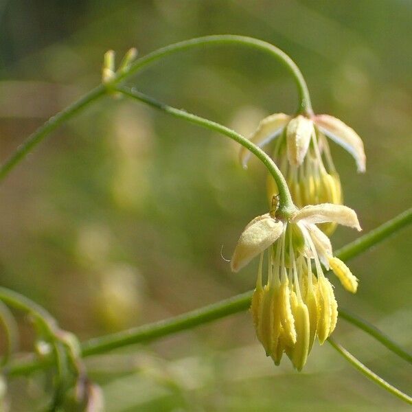 Thalictrum minus 花