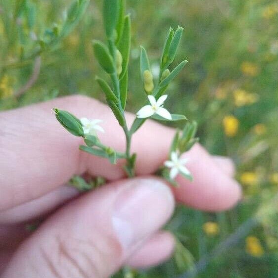 Olax stricta Flower