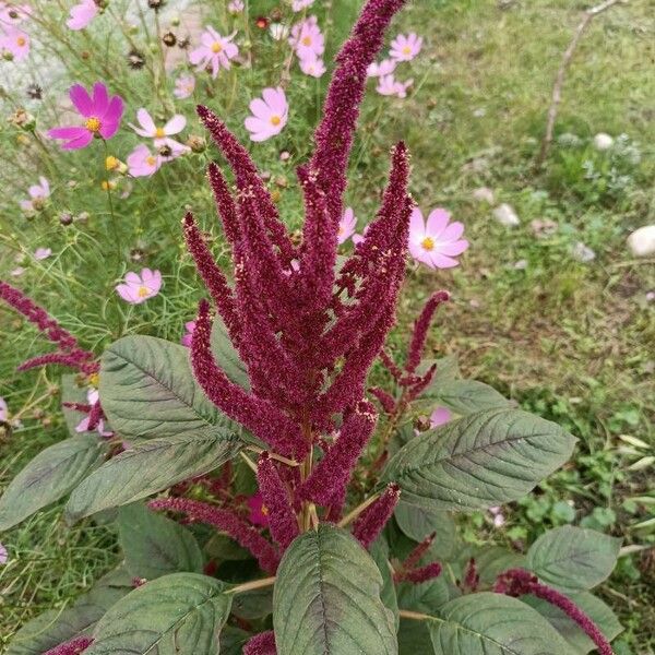 Amaranthus hypochondriacus Fiore