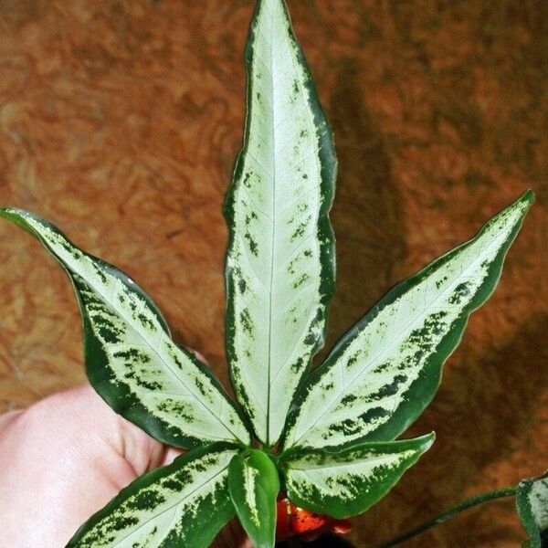 Syngonium angustatum Leaf