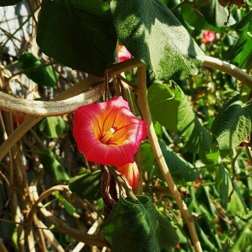 Stictocardia tiliifolia Blüte