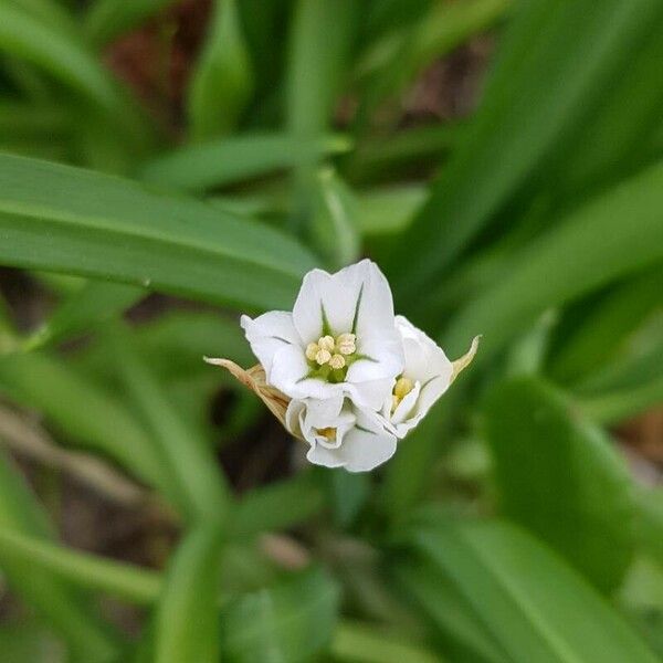 Allium triquetrum Flower