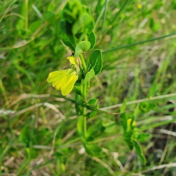 Justicia flava Flor