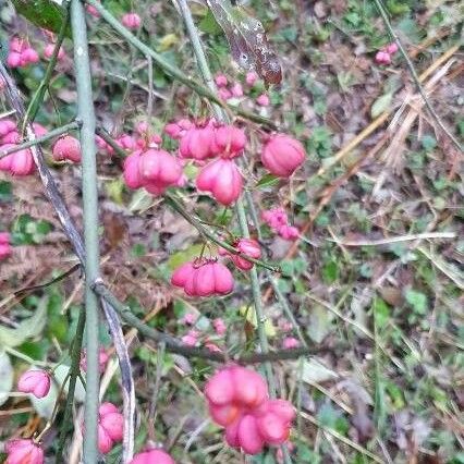 Euonymus atropurpureus Flower