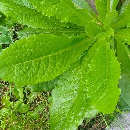 Lactuca virosa Folla