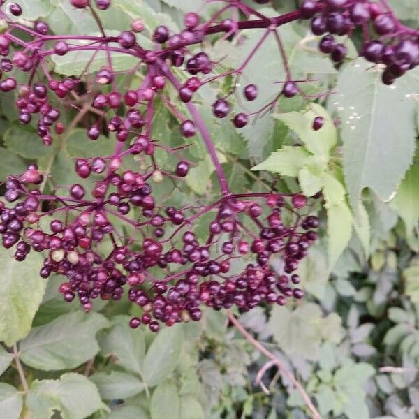 Sambucus canadensis Fruit