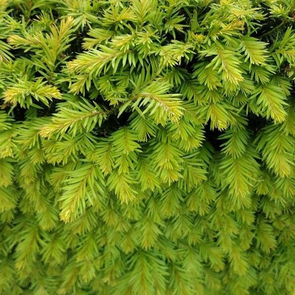 Taxus canadensis Deilen