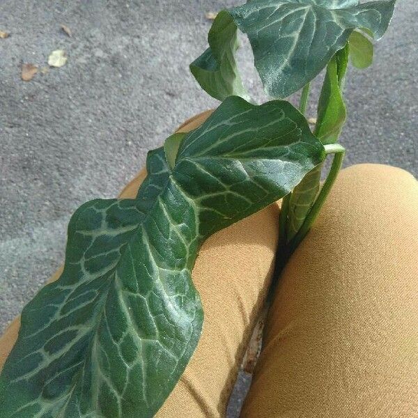 Arum italicum Blad