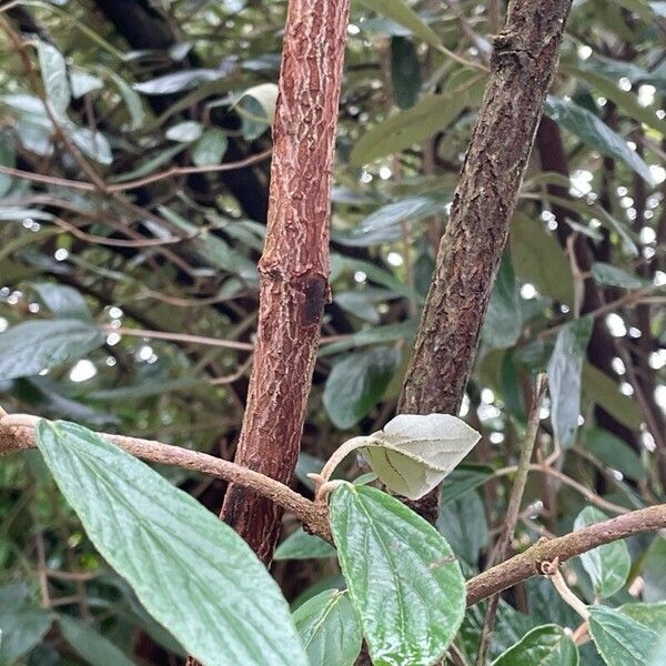 Viburnum rhytidophyllum Bark