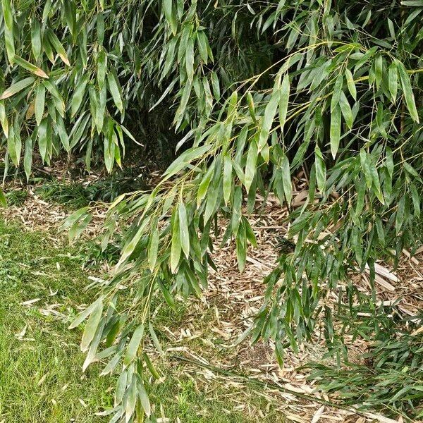 Phyllostachys nigra Leaf