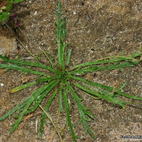 Plantago weldenii Habit